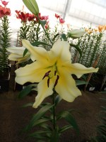 [4168 Baruta VWS No102.JPG]